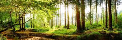 Wald