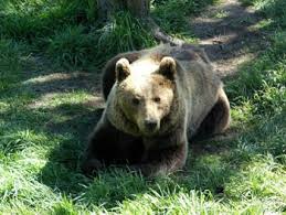 Wildpark